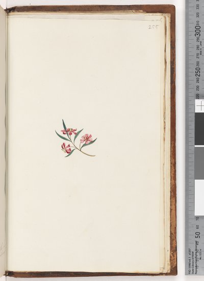 Page 255. Plante non identifiée - Unknown artist