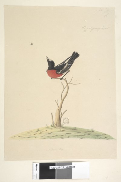 Page 25. Car,ral,gar,yei,sar, taille naturelle Rouge-gorge écarlate, mâle Petroica multicolor, N.S.W., 1791-92 - Unknown artist