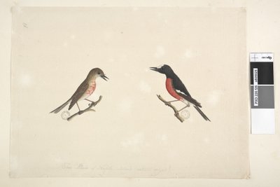 Page 26. Deux oiseaux de l