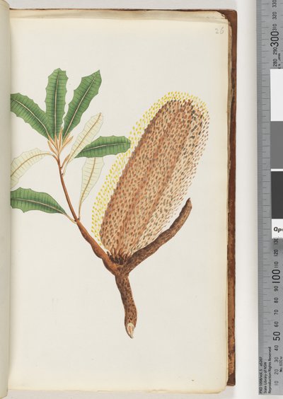 Page 26. Plante à fleurs sans nom - Unknown artist