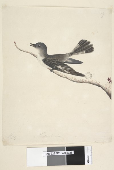 Page 27. Mai. taille naturelle Rouge-gorge à capuchon, femelle Melanodryas cucullata, 1791-92 - Unknown artist