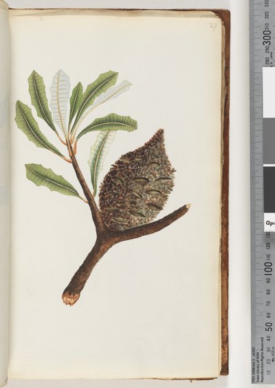 Page 27. Nom indigène Wye gal le ang - Unknown artist