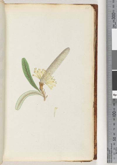 Page 28. Plante à fleurs, "une liane" - Unknown artist