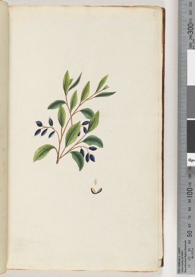 Page 2. Plante non identifiée - Unknown artist