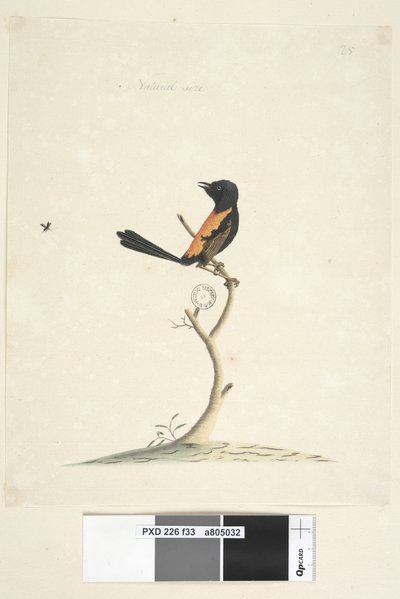 Page 33. Taille naturelle Red, Backed Wren Malurus melanocephalus, mâle, 1791-92 - Unknown artist