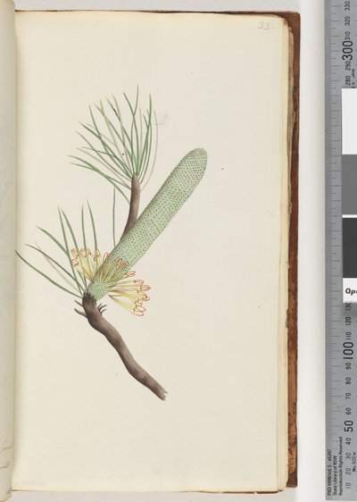 Page 33. Plante, Banksia spinulosa - Unknown artist