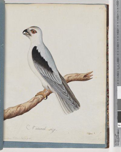 Cerf-volant à épaules noires. Faucon axillaire - Unknown artist