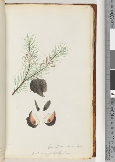 Page 35. Conchium aciculare / Fruit très fidèlement dessiné Buisson à aiguilles poilues - Unknown artist