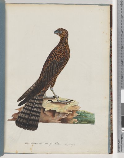 Page 36. Faucon rouge. Faucon radié - Unknown artist