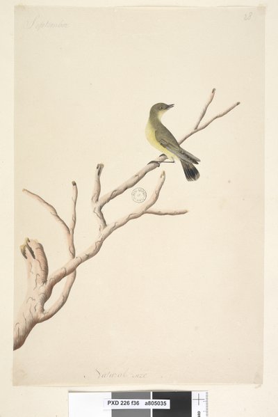 Page 36. Septembre. Taille réelle, Yellow Thornbill Acanthiza nana, 1791-92 - Unknown artist