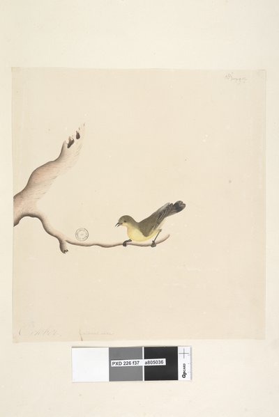 Page 37. Octobre. Taille naturelle Épine-vinette jaune Acanthiza nana, 1791-92 - Unknown artist