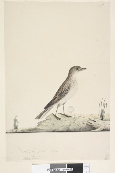 Page 38. Alundu? au-dessus du titre dans une autre main Taille naturelle, Juillet Pipit Anthus australis, 1791-92 - Unknown artist