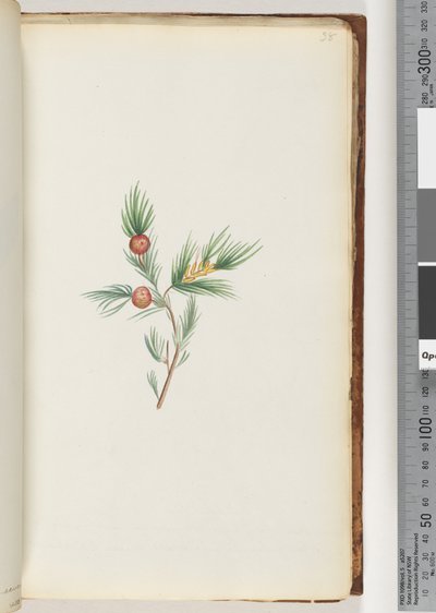 Page 38. Plante non identifiée - Unknown artist
