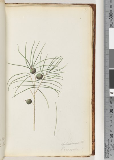 Page 39. Schraderia / Persoonia - Unknown artist