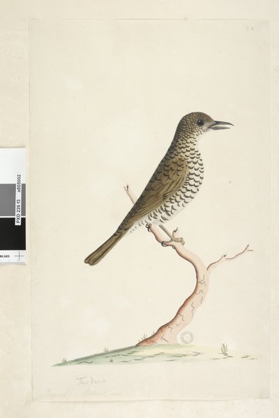 Page 3. Turdus. en dessous du titre dans une autre main Août taille naturelle. Grive des bois Zoothera lunulata, 1791-92 - Unknown artist