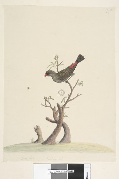 Page 42. Fringilla. Taille naturelle Diamant à queue rousse Stagonopleura guttata, 1791-92 - Unknown artist