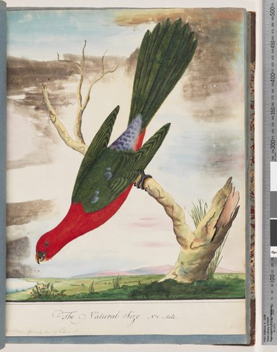 Page 42. Perruche royale - Unknown artist