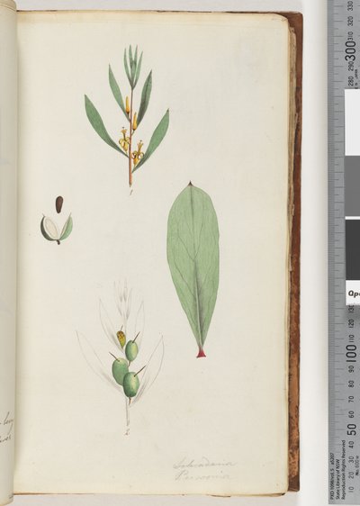 Page 42. Schraderia / Persoonia - Unknown artist