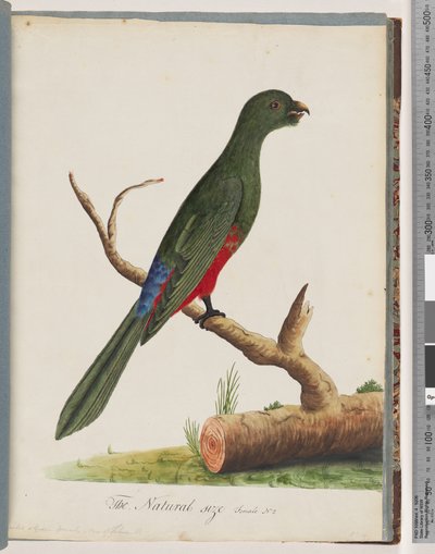 Page 43. Perruche royale - Unknown artist