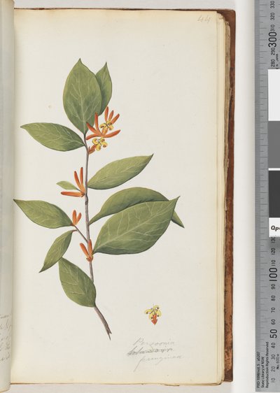 Page 44. Persoonia / Schraderia ferruginea - Unknown artist