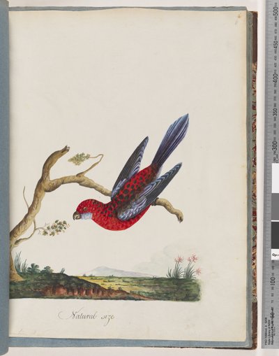 Page 45. Perruche Pennant. Perruche Pennantian - Unknown artist