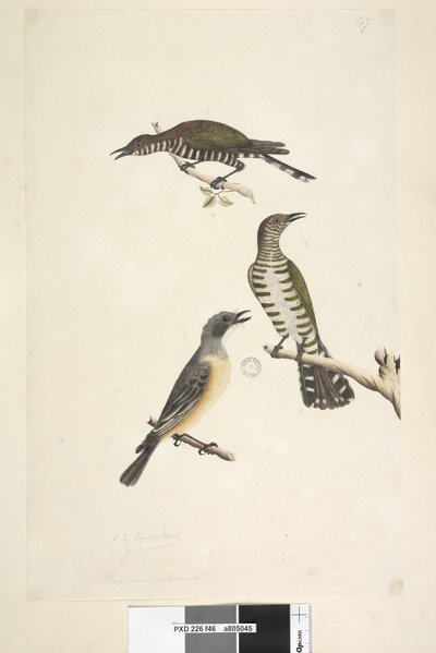 Page 46. Cuculus. le long du bord inférieur dans une autre main Ces oiseaux dessinés à taille naturelle. Les deux oiseaux supérieurs sont des Coucous bronzés dorés, le troisième est un Siffleur roux Lamprococcyx plagosus Chrysococcyx lucidis, 1791-92 - Unknown artist