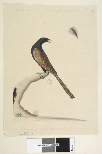 Page 47. Centropus. Taille réduite à 1/3 Coucal faisan Centropus phasianinus, 1791-92 - Unknown artist