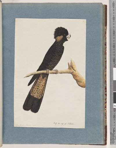 Page 48. Cacatoès à queue jaune. Perroquet de Banks - Unknown artist
