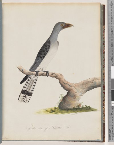 Page 49. Oiseau non identifié. Scythrops - Unknown artist