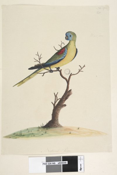Page 49. War,ran. Taille naturelle Perruche turquoisine Neophema pulchella, mâle, 1791-92 - Unknown artist
