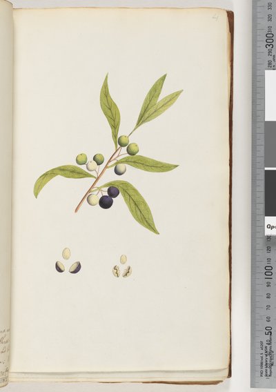Plante non identifiée - Unknown artist
