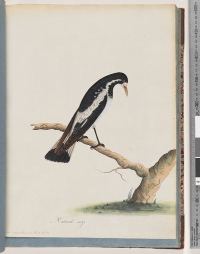 Page 50. Pie-grièche. Corvus cyanoleucos - Unknown artist