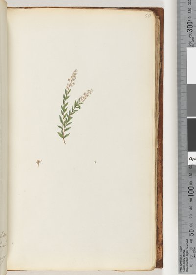 Page 50. Plante non identifiée - Unknown artist