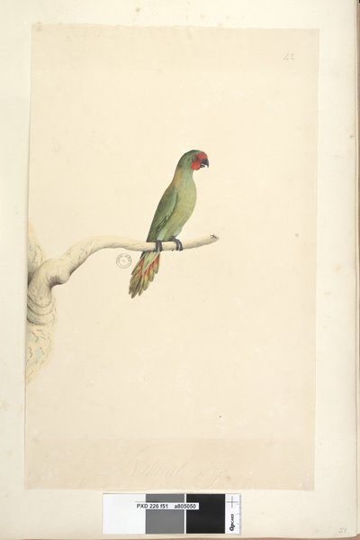 Page 51. Taille naturelle Petit Loriquet Glossopsitta pusilla, 1791-92 - Unknown artist