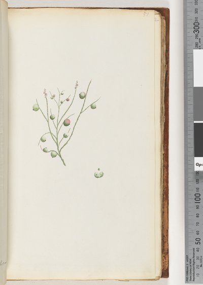 Page 51. La baie acide - Unknown artist