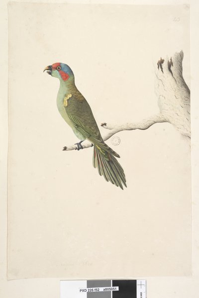 Page 52. Taille réelle Loriquet musqué Glossopsitta concinna, 1791-92 - Unknown artist