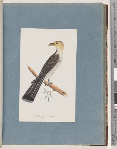 Page 52. Coucou pâle - Unknown artist
