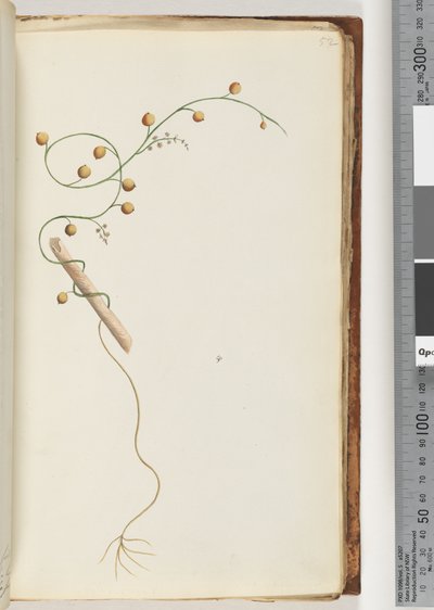 Page 52. Plante non identifiée - Unknown artist