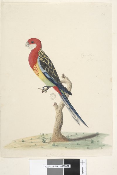 Page 53. Corella. Taille naturelle Rosella de l