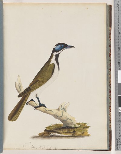Page 54. Méliphage à face bleue. Merops cyanoris. Grive à joues bleues - Unknown artist