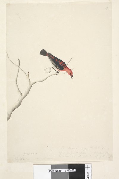 Page 54. Drepanis. taille naturelle à droite en troisième main Ces oiseaux sont supposés être des oiseaux de passage et apparaissent en troupeaux, le rouge ne montre pas la beauté de l
