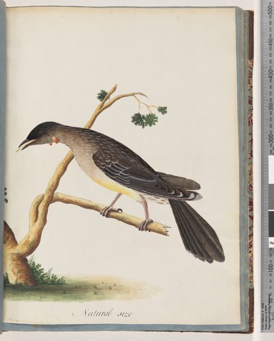 Page 55. Méliphage Rouge. Merops carunculatus - Unknown artist