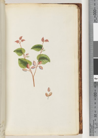 Page 55. Plante non identifiée - Unknown artist
