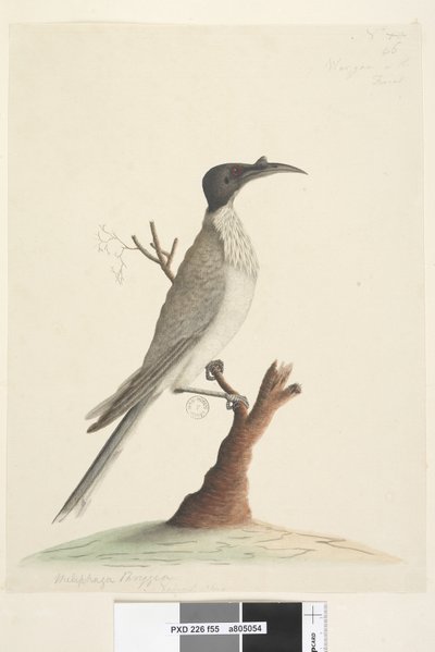 Page 55. Wer,gan ou le Frère. Meliphaga Phrygia. taille naturelle Noisy Friarbird Philemon corniculatus, 1791-92 - Unknown artist