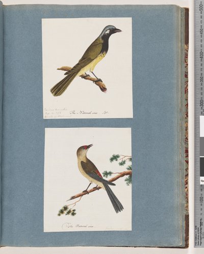 Oiseau non identifié. Turdus leucotis. Pinson à sourcils rouges. Turdus new - Unknown artist
