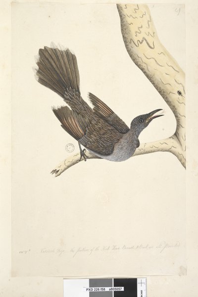 Page 58. Octr. Taille naturelle, les plumes du cou, de la tête, de la poitrine et du dos sont toutes pointues Oiseau à wattles brossés Anthochaera chrysoptera, 1791-92 - Unknown artist