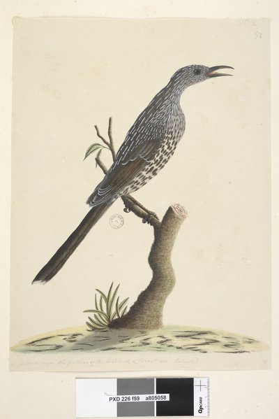 Page 59. Taille naturelle, les plumes de la tête, du cou et de la poitrine sont pointues Brush Wattle, Oiseau Anthochaera chrysoptera, 1791-92 - Unknown artist