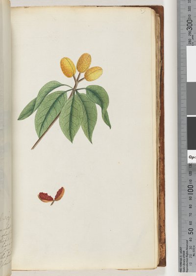 Page 59. Pilospermum mapon - Unknown artist