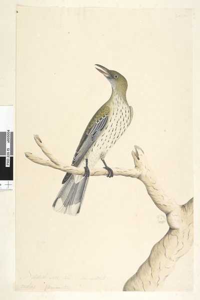 Page 5. Oriolus mimetis. taille naturelle. Juillet, iris douteux Olive, Loriot à dos olive Oriolus sagittatus, 1791-92 - Unknown artist