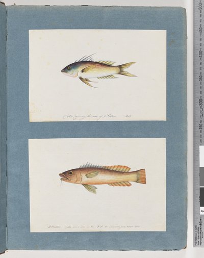 Page 5. Poisson non identifié 6. Poisson non identifié - Unknown artist